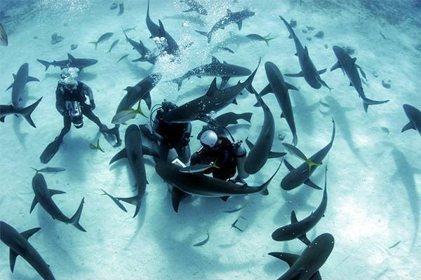 Pacific Harbor shark dive trip